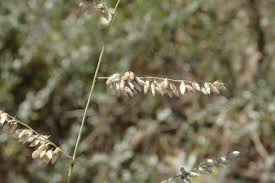 Image result for Eragrostis porosa