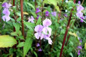 Image result for Neustanthus