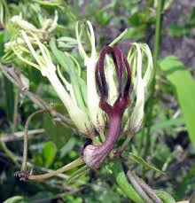 Image result for Ceropegia stenantha