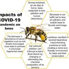 Covid-19 Pandemic: Impacts On Bees, Beekeeping, And Potential Role Of Bee  Products As Antiviral Agents And Immune Enhancers | Request Pdf