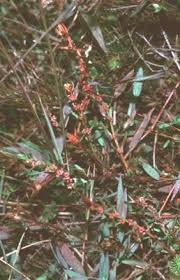 Image result for Laurembergia tetrandra