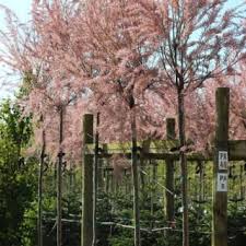 See more of tamarix on facebook. Barcham Pro Trees