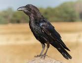 Raven Photos, Download The BEST Free Raven Stock Photos & HD Images