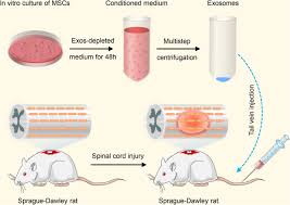 Target pest control answered their phone! Exosomes Derived From Mir 26a Modified Mscs Promote Axonal Regeneration Via The Pten Akt Mtor Pathway Following Spinal Cord Injury Springerlink