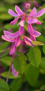 Image result for Indigofera kirkii