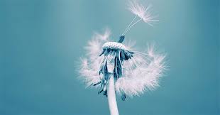 Beautiful Dandelion Flower Wallpaper For Phones Ultra hd 4k wallpapers for desktop, laptop, apple, android mobile phones, tablets in high quality hd, 4k uhd, 5k, 8k uhd resolutions for free download.
