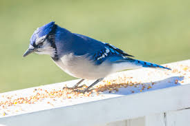 A blue jay eating seeds from a bird feeder photo