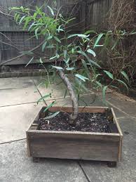 Check spelling or type a new query. Red Gum Dig Ausbonsai