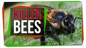 Is not a meme i think i grab my bottle of whiskey and down it. Killer Bees The Real Zom Bee Apocalypse Youtube