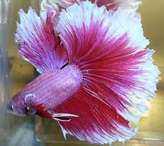 So cool.all the colors you can play with.i wait for more creatives betta colors in a glass!! Pretty Pink Red White Butterfly Halfmoon Male Live Betta Fish Betta Fish Betta Beautiful Fish