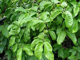 Image result for Vangueria