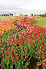 Home The Farm Chicks Beautiful Flowers Garden Flower Garden Skagit Valley Tulip Festival