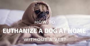 How to euthanize your dog with benadryl. How To Euthanize A Dog At Home Without A Vet All You Need To Know