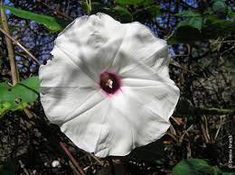 Image result for Ipomoea lapathifolia