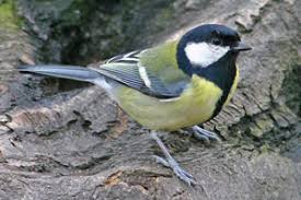 Image result for Kohlmeise vogelhouse