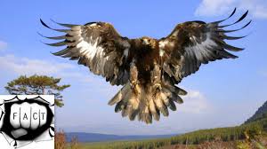 top 10 largest eagles around the world