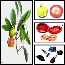 Image result for Garcinia huillensis