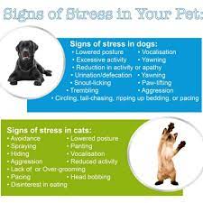 Full service veterinary hospital, steamboat springs, co. Signs Of Stress In Your Pet Vets On Call Sick Pets Veterinary Care Pets