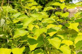 Image result for Boehmeria nivea