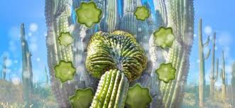 El cactus san pedro es una de las plantas espinosas que tiene las flores más bonitas. San Pedro Todo Lo Que Hay Que Saber Zamnesia