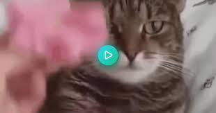 Transcendencia y profecía de un. Cat S Transcendence Album On Imgur