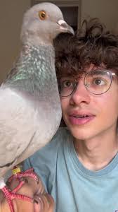 la historia de kevin la paloma #pigeon #fypシ #palomasmensajeras #mexico  #parati #colombofilia