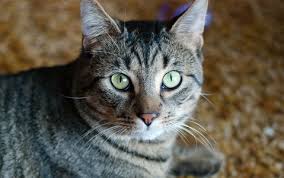 These cats are available for adoption from the aspca adoption center at 424 e. What To Expect When Adopting An Adult Cat Hill S Pet