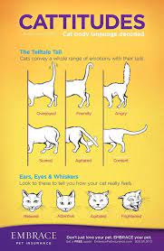 Cat Body Lnguage Decoded Cat Behavior Cat Body Cat Facts