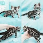 Silver Bengal Cats & Kittens for Sale 🐱 | Wild & Sweet Bengals