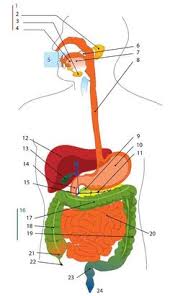 The human digestive system is the collective name used to describe the alimentary canal, some accessory organs, and a variety of digestive processes that take place at different levels in the canal to prepare food eaten in the diet for absorption. 24 Anatomy Ideas Anatomy Human Body Systems Human Body Unit