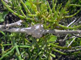 Image result for Viscum congolense