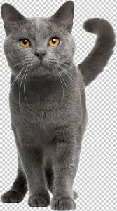 The exotic shorthair is a relatively new cat breed. Chartreux Russian Blue British Shorthair Exotic Shorthair Persian Cat Png Clipart American Wirehair Animals Carnivoran Cat
