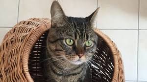 Man feiert den internationalen katzentag, der durch den „international fund for animal welfare ausgerufen wurde & in deutschland von der „tiertafel ausgerichtet wird. Ahg Icfqnyouom