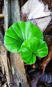 Image result for Nervilia