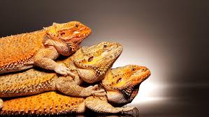 Top 10 best bearded dragon terrariums. Can More Than One Bearded Dragon Live Together
