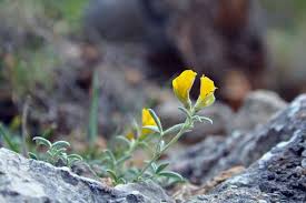 Image result for Argyrolobium rupestre