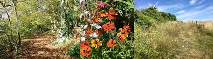 Maybe you would like to learn more about one of these? Trees And Flowers Tree Guide Uk Tree And Flower Identification Guide