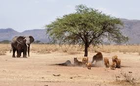 In 1964, tanganyika united with zanzibar, forming the united republic of tanganyika and zanzibar. Tanzania Safari Cost How Much Does It Cost To Go On Safari In Tanzania