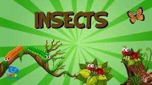 Did you know that insects are disappearing? Insects Educational Videos For Kids Youtube