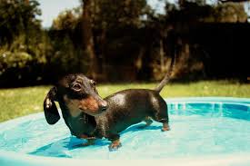 Pin On Doxie Love