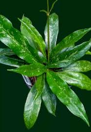 Image result for Hyparrhenia griffithii