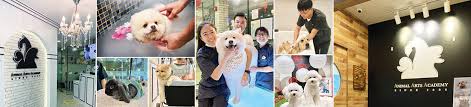 At pets eden, cats are groomed in a separate room, away from other pets. Pet Lovers Centre Grooming Centres 20 Convenient Outlets
