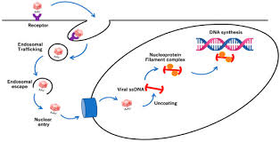 Image result for Gold 1996 AAV