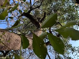 Image result for Maytenus undata