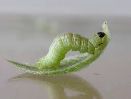 Image result for Eupithecia tenuiata