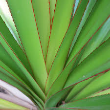 Image result for Pandanus utilis