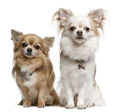 Most chihuahuas can be trained. Home Chihuahua Training Tips