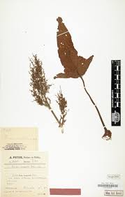 Image result for Vernonia agrianthoides