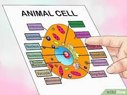 4 Ways To Make An Animal Cell For A Science Project Wikihow