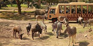 Kebaikan ini muncul berkat aloe akan tetapi, penting untuk mengetahui cara menggunakan lidah buaya untuk rambut dengan aman. Bali Safari Marine Park Peta Lokasi Jam Buka Harga Tiket Masuk